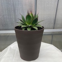 アガベ　観葉植物　多肉植物