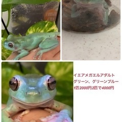 両生類　カエル　引越しにて　破格で譲ります。の画像