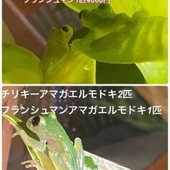 両生類　カエル　引越しにて　破格で譲ります。の画像
