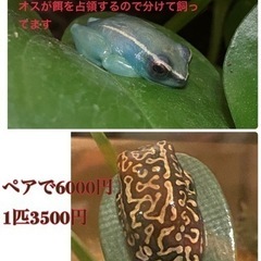 両生類　カエル　引越しにて　破格で譲ります。の画像