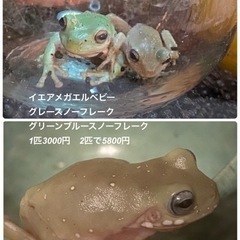 両生類　カエル　引越しにて　破格で譲ります。の画像
