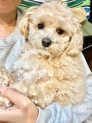 送料込み。大福様専用。1点限り。マルプーちゃん。トイプー