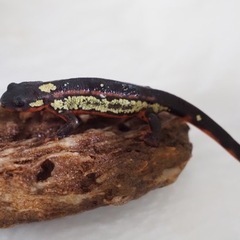 オキナワシリケンイモリ　国内cb