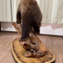 決まりました【無料】　子熊　剥製　取りにきてくださる方の画像