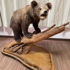 決まりました【無料】　子熊　剥製　取りにきてくださる方の画像