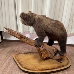 決まりました【無料】　子熊　剥製　取りにきてくださる方の画像