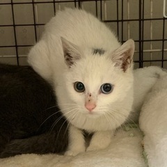 ⚽️🐈‍⬛オッドアイの瞳の白い仔猫🐈‍⬛⚽️譲渡