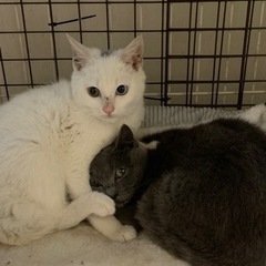⚽️🐈‍⬛オッドアイの瞳の白い仔猫🐈‍⬛⚽️譲渡 - 大分市