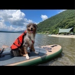 【仮決定しました】オーストラリアンシェパード　オス　3歳 - 犬