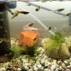グッピー☆1匹100円☆値引きあり！