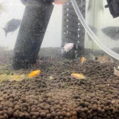 ミッキーマウスプラティー☆値引きあります☆の画像