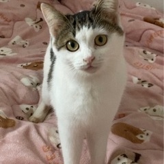 甘えん坊でふわふわな女の子