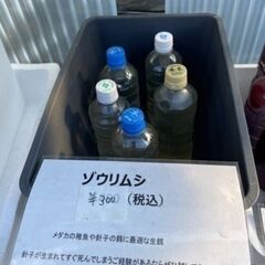 ★　めだか屋チャティー　ゾウリムシ　（メダカの針子～稚魚の餓死防...