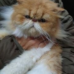 【募集停止中】遊ぶの大好きエキゾチックのキューちゃん