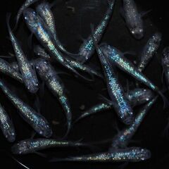 白ブチラメ幹之サファイア系　　メダカ　若魚　めだか屋チャティー