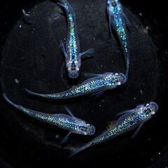 オーロラサファイア　メダカ　若魚　めだか屋チャティー