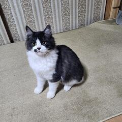 【お話し中】ハチワレ　半長毛　野良猫