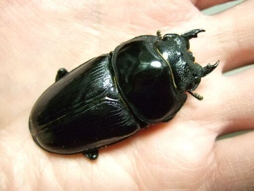 オオクワガタ♀2頭