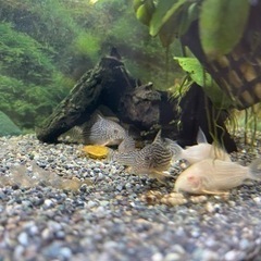 熱帯魚　コリドラス　ステルバイ