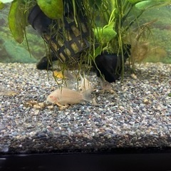 熱帯魚　コリドラス　ステルバイの画像