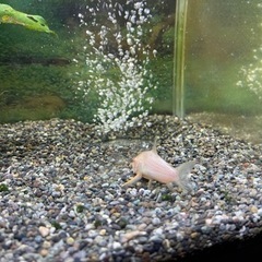 熱帯魚　コリドラス　ステルバイの画像