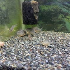 熱帯魚　コリドラス　ステルバイの画像