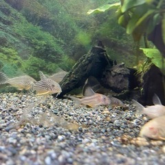 熱帯魚　コリドラス　ステルバイの画像
