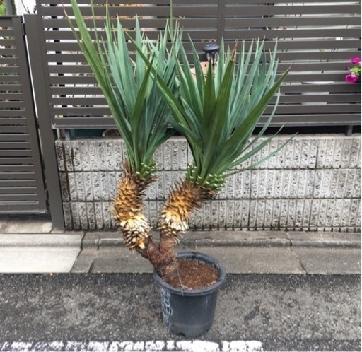 ユッカグロリオサ(ユッカレクルビフォリア)ダブルヘッド大株