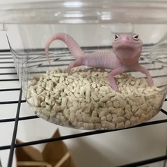 爬虫類飼育者の方と繋がりたい