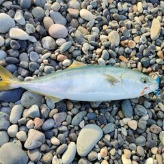 釣りご一緒させていただける方