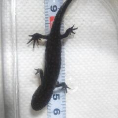 ミナミクシイモリ 雌　2022生まれの画像