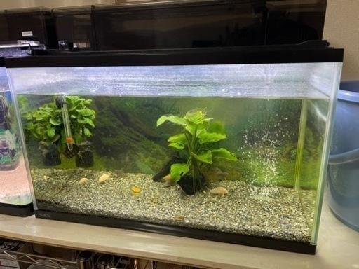 水槽　コリドラス　ステルバイ　育成セット✨