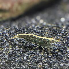 ミナミヌマエビ (10匹)の画像