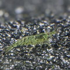 ミナミヌマエビ (10匹)の画像