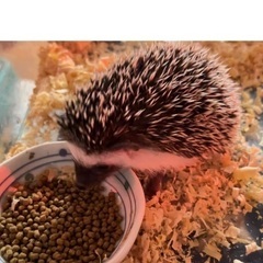 決まりました！！　ハリネズミ