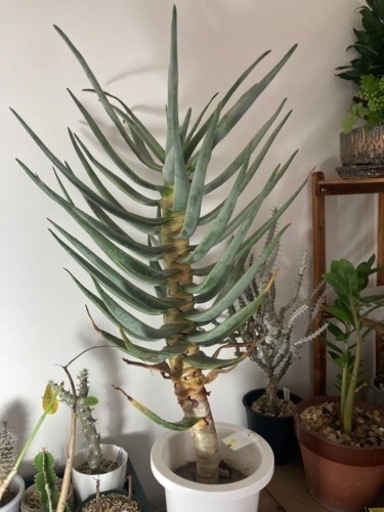 【格安】【取りに来れる方限定】アロエ　ディコトマ　90センチ