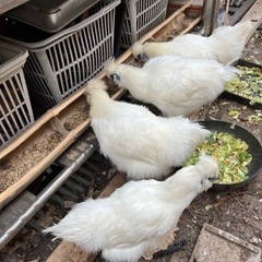 飼料用のお米を頂けませんか？