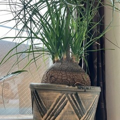 トックリラン　観葉植物　受付終了の画像