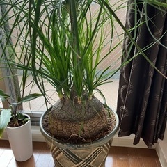 トックリラン　観葉植物　受付終了の画像