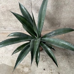 綺麗！優良大株アガベ　アメリカーナ　