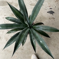 綺麗！優良大株アガベ アメリカーナ