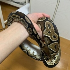 ボールパイソン（シナモン）