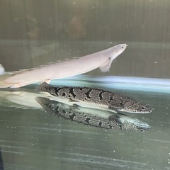【取引中】ポリプテルス2匹の画像