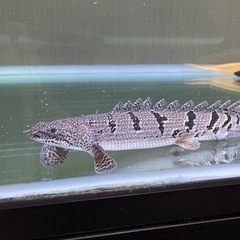 【取引中】ポリプテルス2匹の画像