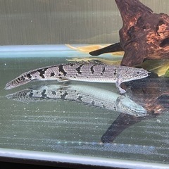 【取引中】ポリプテルス2匹の画像