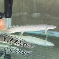 【取引中】ポリプテルス2匹の画像