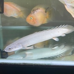 【取引中】ポリプテルス2匹の画像