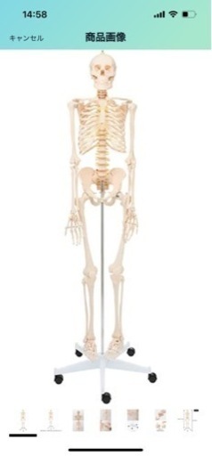 【全身骨格模型】等身大 骨格模型