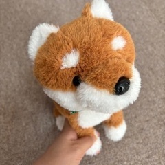 美品よびかけアクション柴犬むぎちゃん！の画像