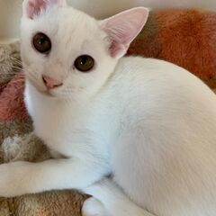 くりくりおめめの白猫　むぅくん